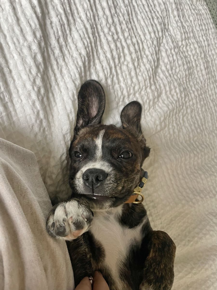 1 year old 1/2 Boston Terrier 1/2 Cocker Spaniel
