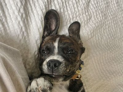 1 year old 1/2 Boston Terrier 1/2 Cocker Spaniel