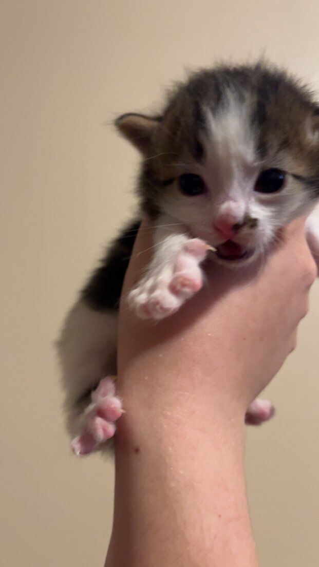 male calico kitten ($350 includes $50 deposit)