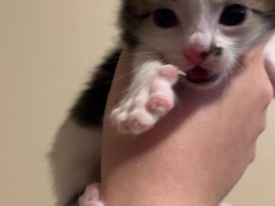 male calico kitten ($350 includes $50 deposit)