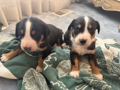 Greater Swiss Mountain Puppies