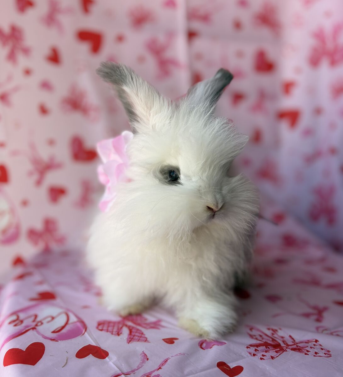 Pedigreed English Angora Bunny Buck