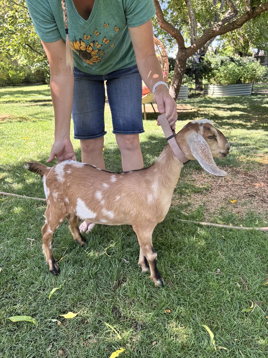 Purebred Nubian Kids
