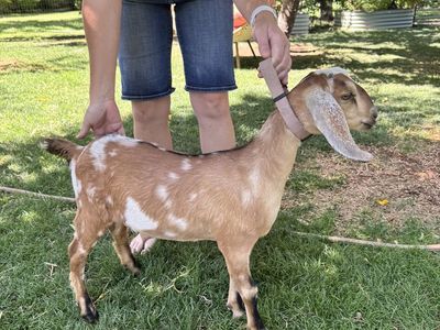Purebred Nubian Kids