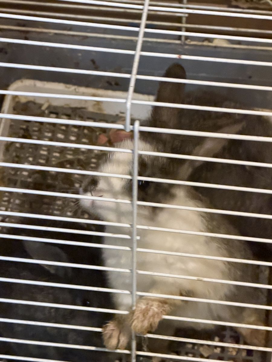 Baby Dwarf rex Bunnies