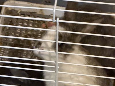 Baby Dwarf rex Bunnies