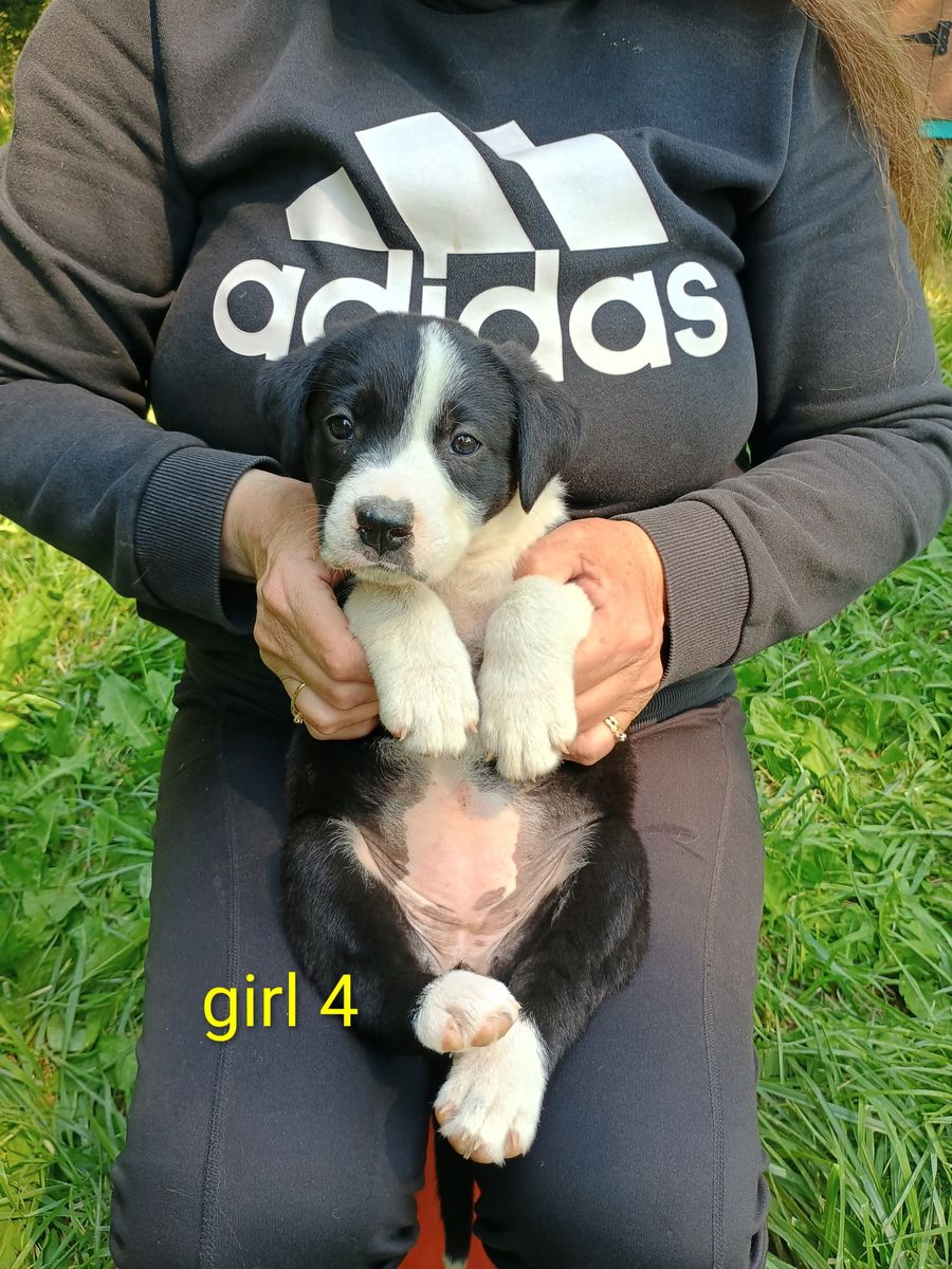 3 Girl Border Collie Puppies left