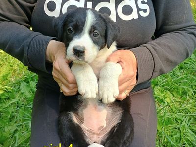 3 Girl Border Collie Puppies left