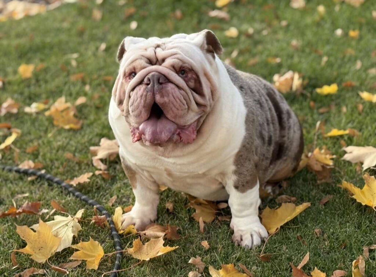 English Bulldog Male $1500