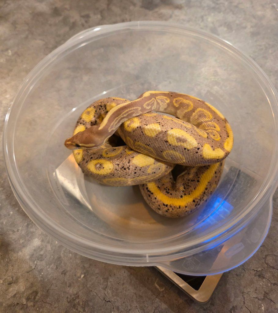 CG Mojave Dhet Pied & Hypo Ball Python