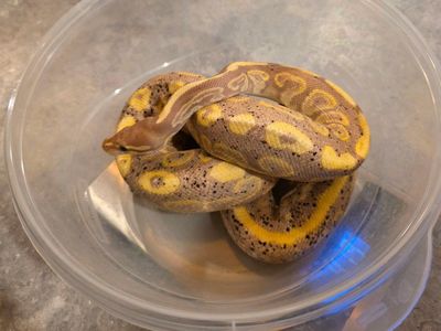 CG Mojave Dhet Pied & Hypo Ball Python
