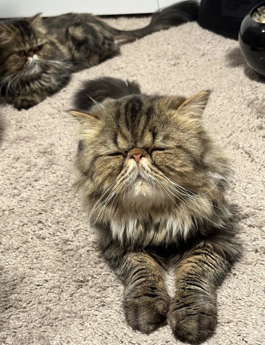 2 Persian cats for sale