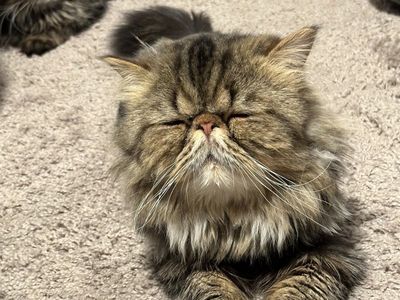 2 Persian cats for sale