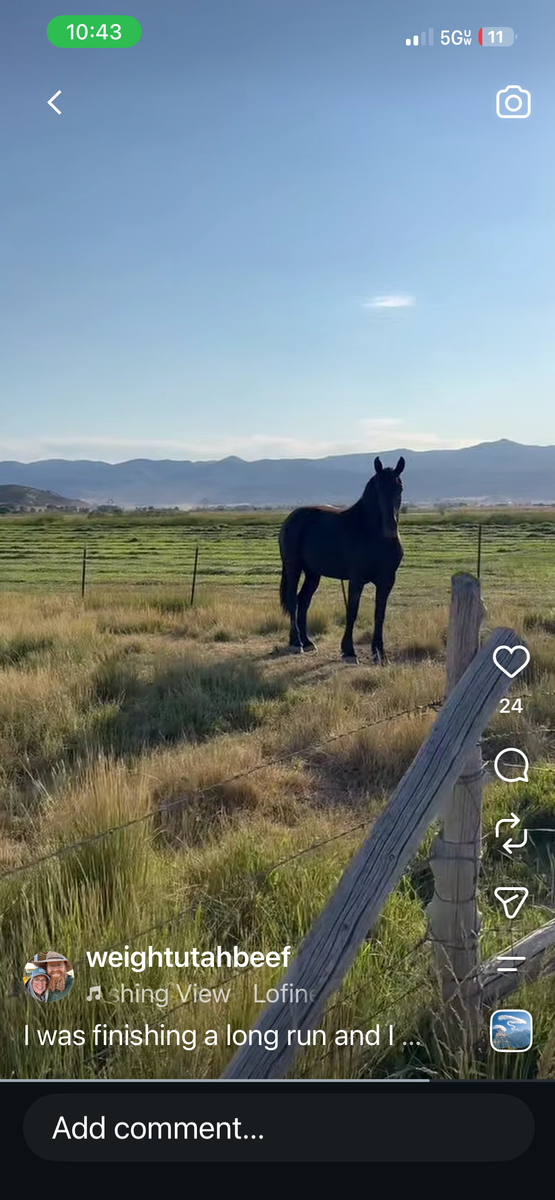 Percheron fillies for Sale