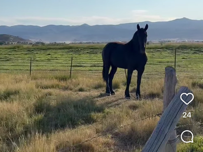Percheron fillies for Sale