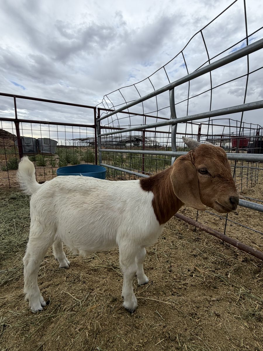 Baby Boer Buckling