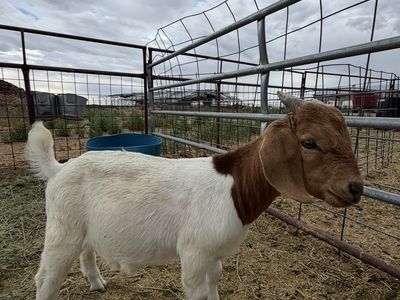 Baby Boer Buckling