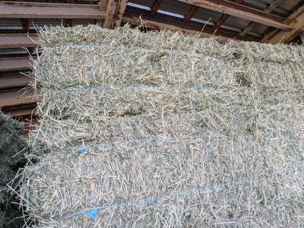 3rd Crop Alfalfa