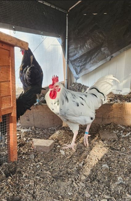 16 roosters for sale, prices depend on rooster/breed $10-$15 each (Dealthlayer, zombie, ermenitte)