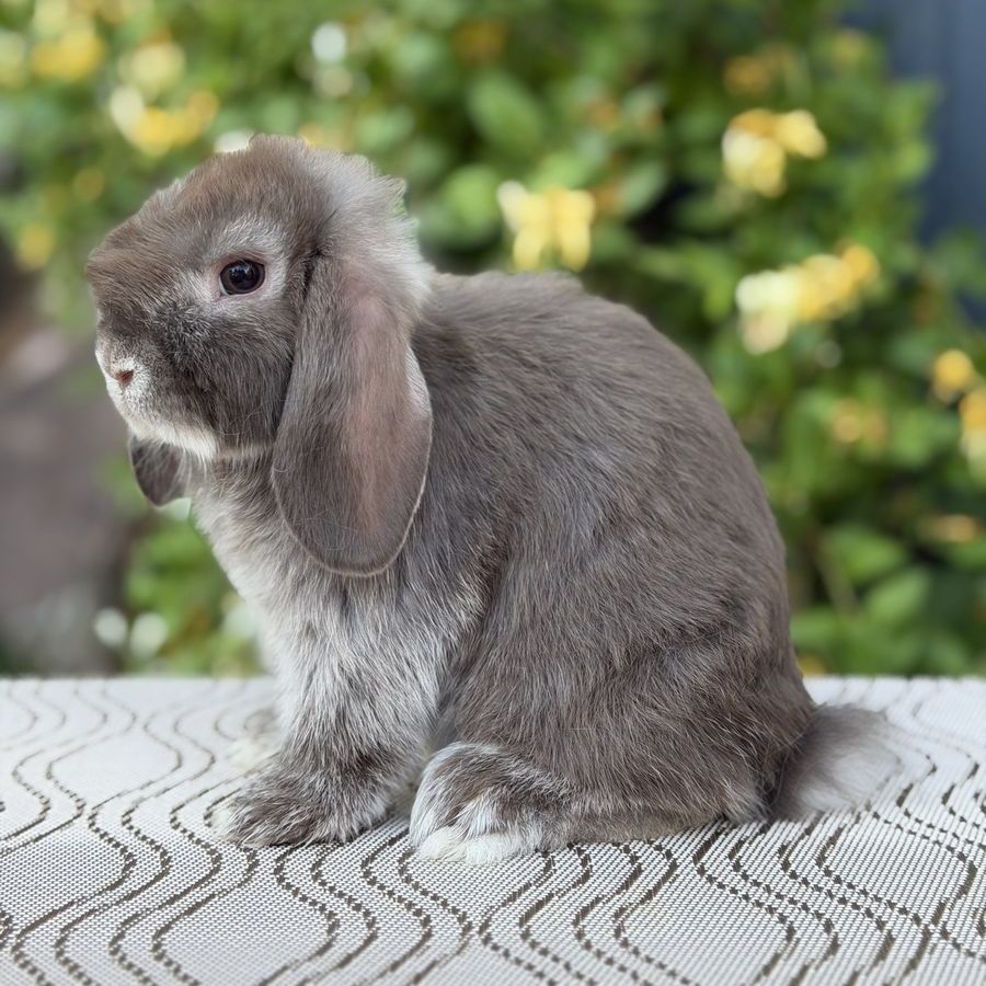 Holland Lop Doe