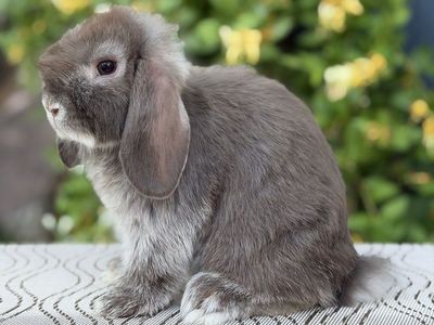 Holland Lop Doe