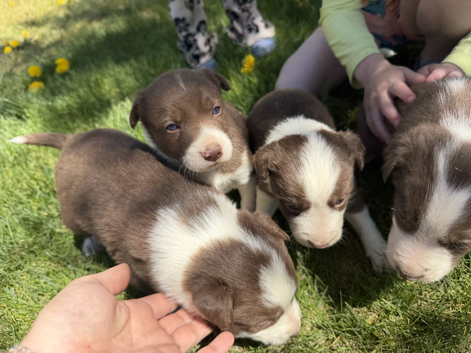 ABCA Registered Border Collies
