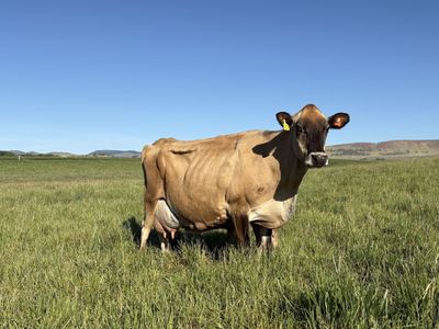 Certified Organic Milk Cow & Calf