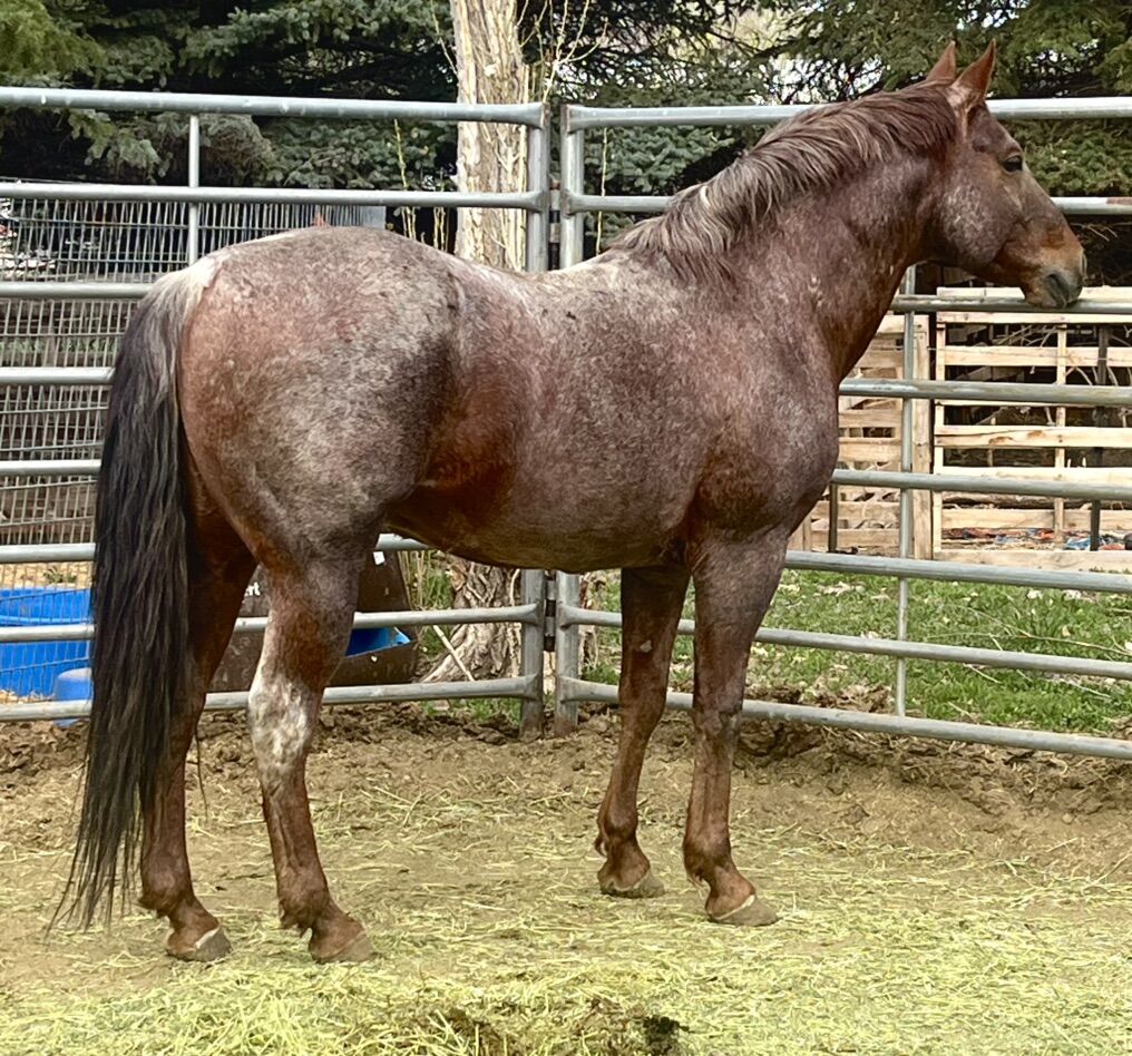 Red Roan Nice Bloodlines