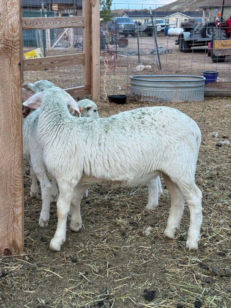 Dorper lambs