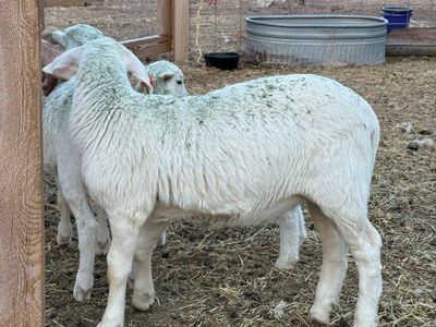 Dorper lambs