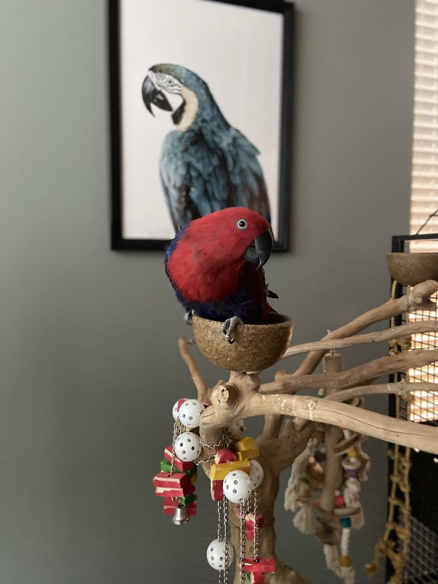 Eclectus Parrot