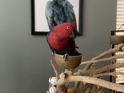 Eclectus Parrot