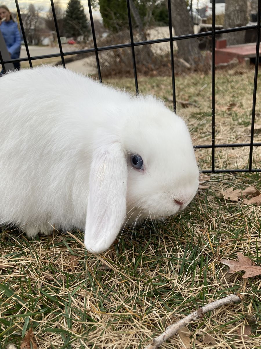 Cute female holland lop