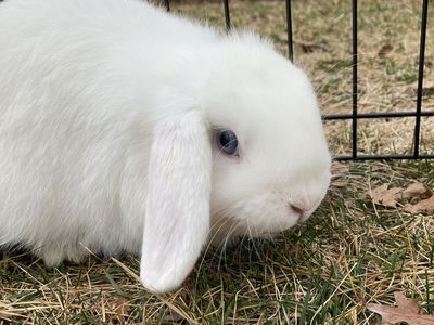 Cute female holland lop