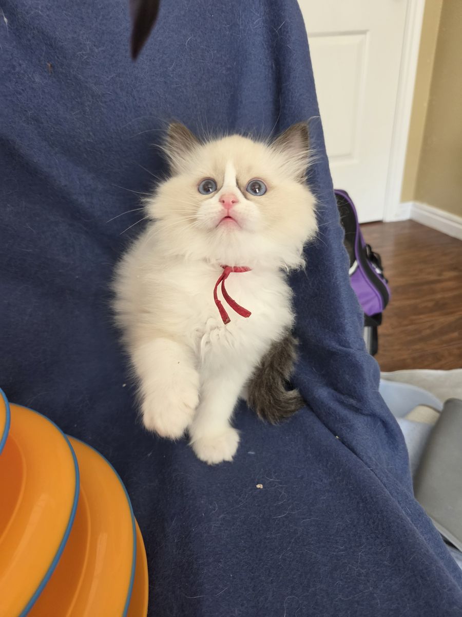 TICA ragdoll kittens