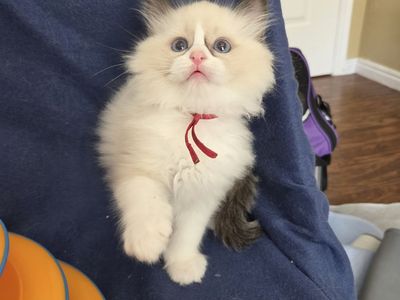 TICA ragdoll kittens