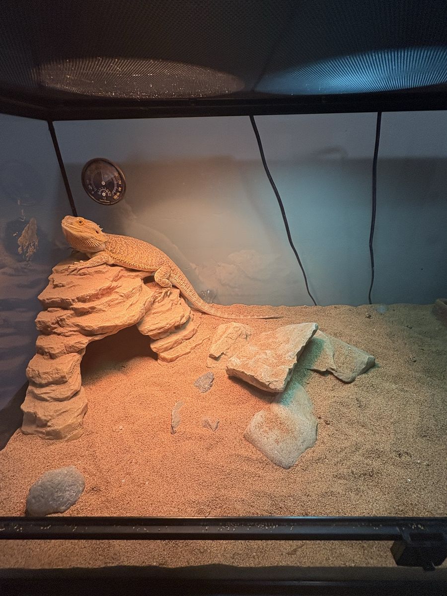 Male bearded dragon