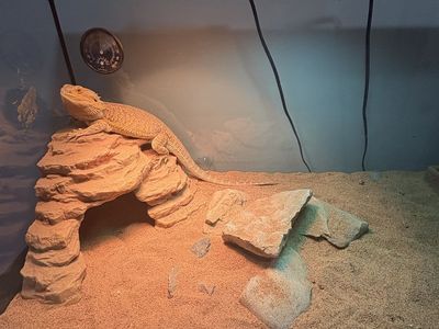 Male bearded dragon