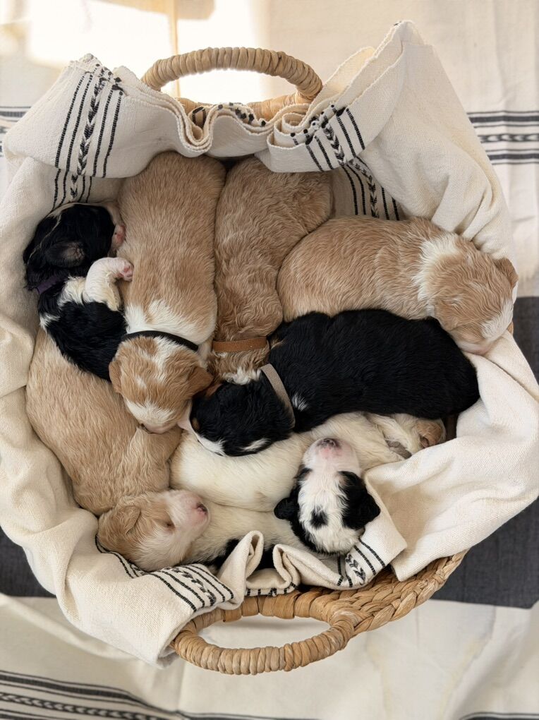 Bernadoodle Puppies