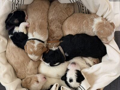 Bernadoodle Puppies