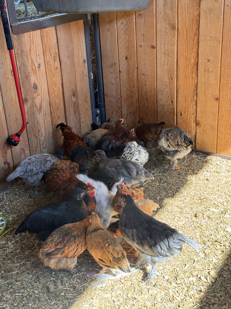 Mature hens, Pullets and Roosters 