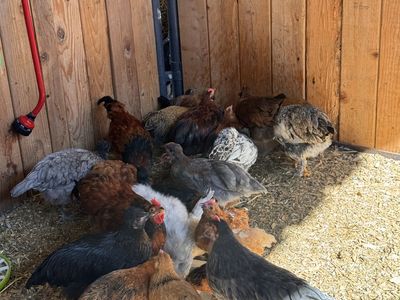 Mature hens, Pullets and Roosters