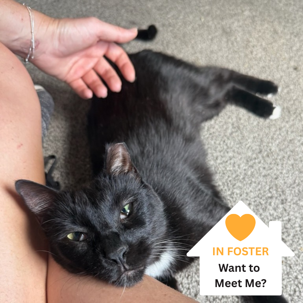 Hello my name is Tagalong