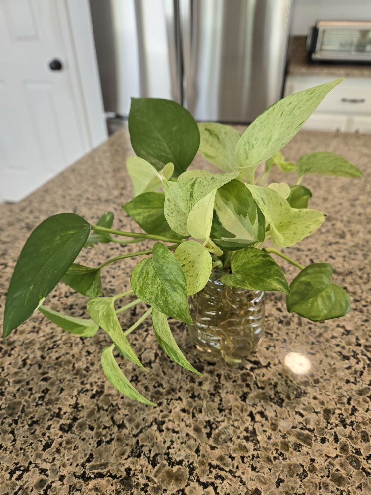 Pothos Mixed Variety