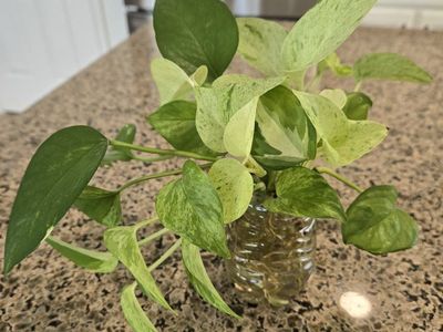 Pothos Mixed Variety
