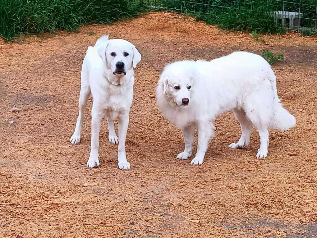 Bonded Pyrenees/Akbash Pair