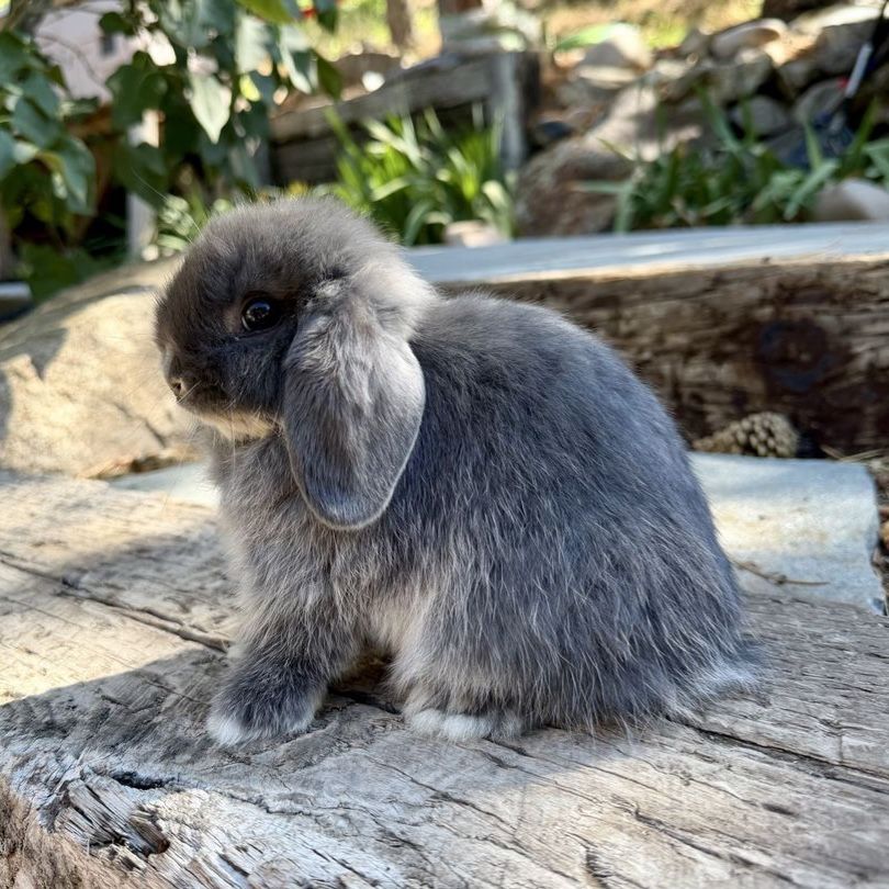 Pedigreed Holland Lop Doe