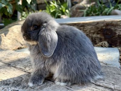 Pedigreed Holland Lop Doe