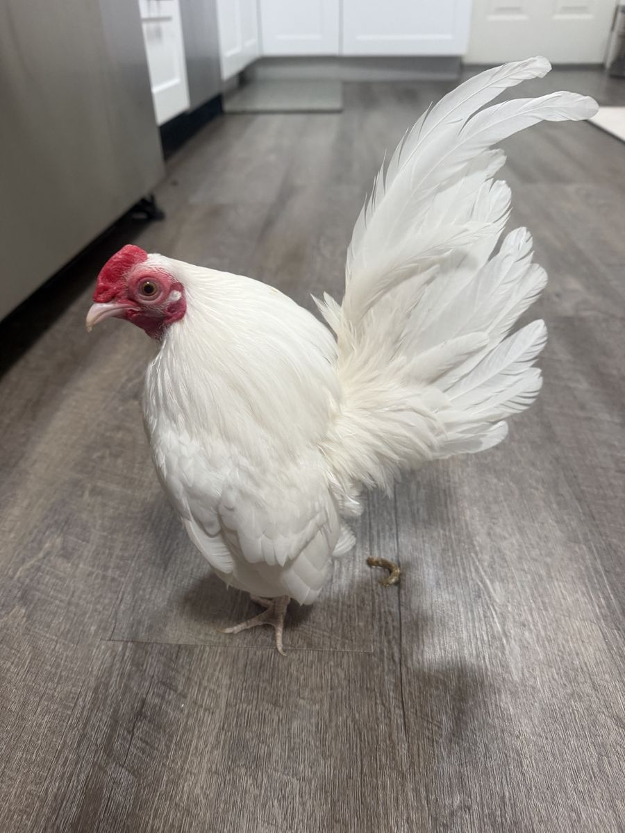 Live Chickens - White and Black Bantam Roosters