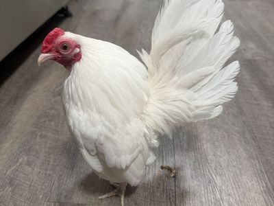 Live Chickens - White and Black Bantam Roosters